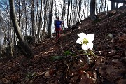 33 Elleboro splende al sole sullo sfondo dell'ombra della faggeta